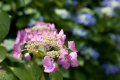 Bei Berganns im Garten