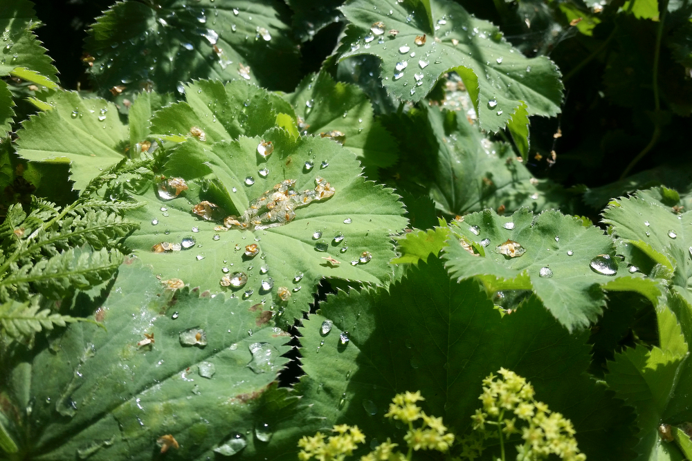 Blatt mit Wassertropfen