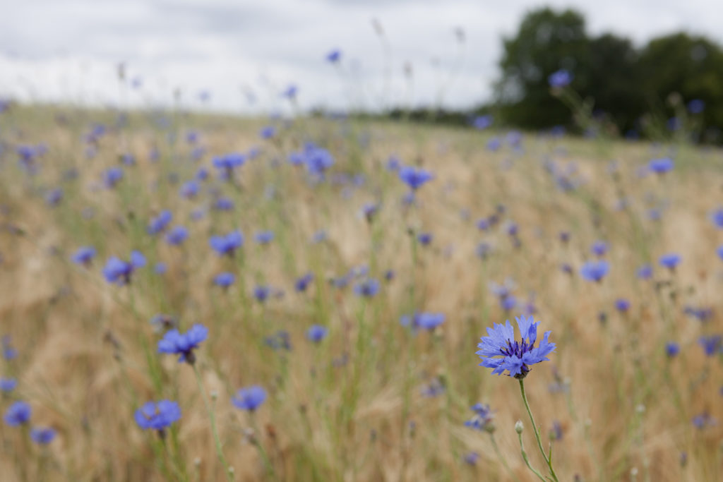 Blumenwiese