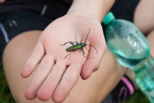 Käfer auf Hand einer Teilnehmerin