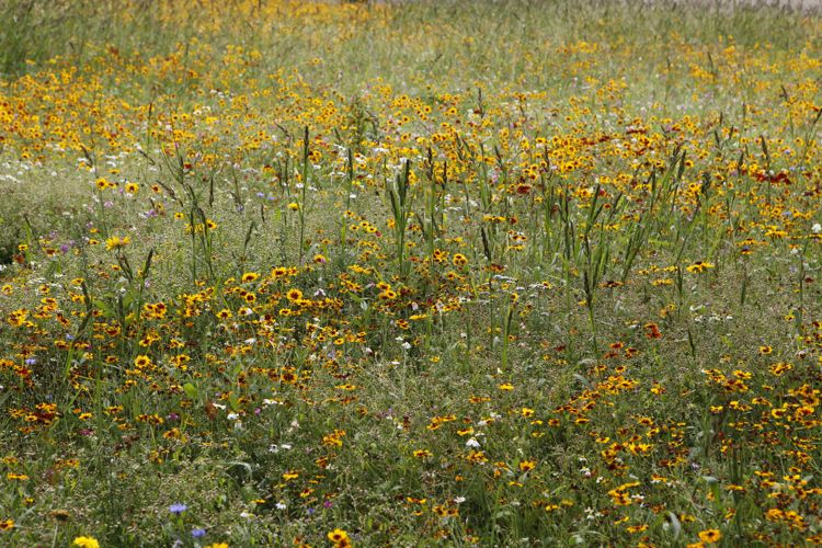 _MG_0614 Blumenwiese