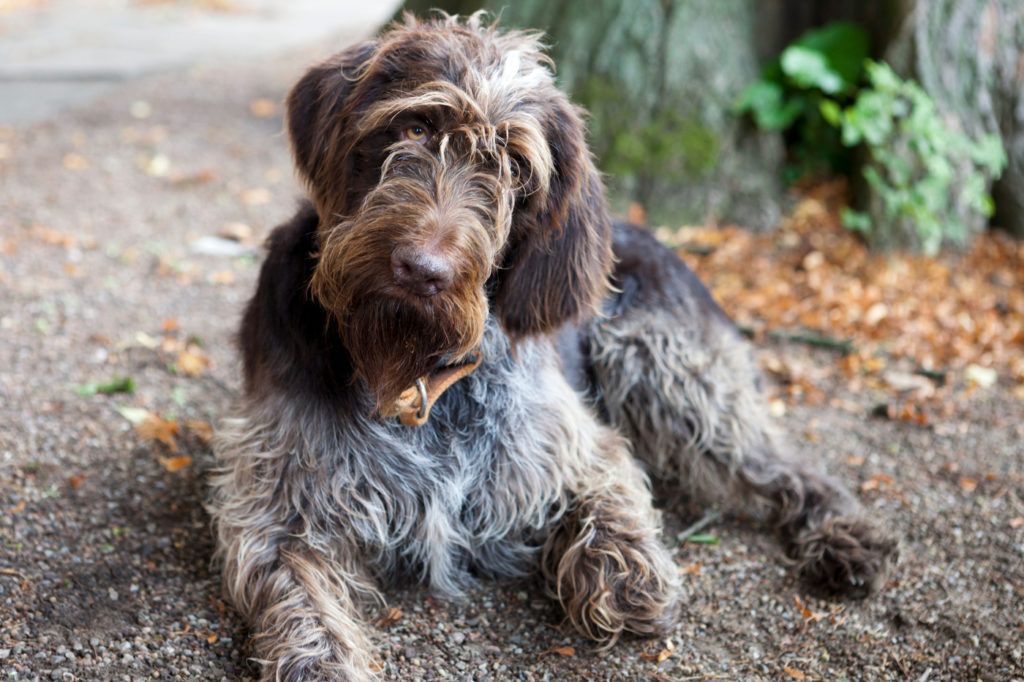 Hund