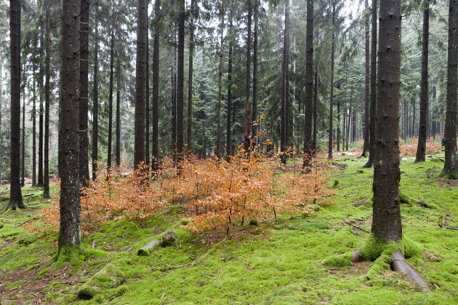 Herbstlaub