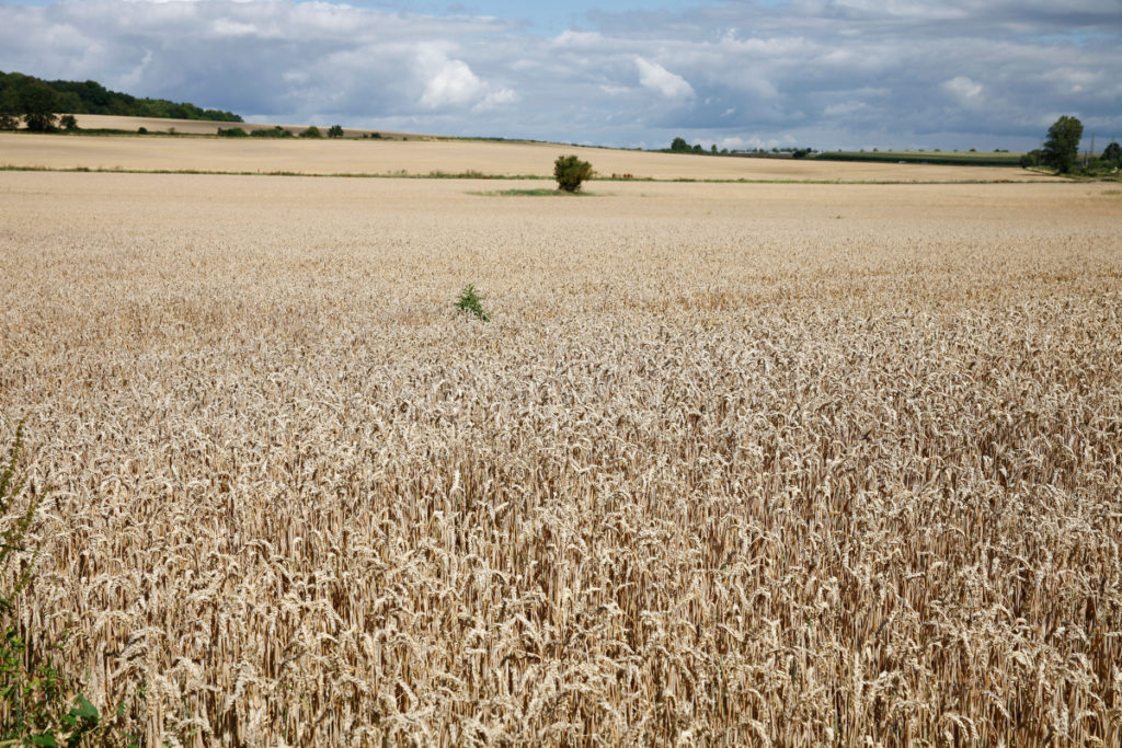 Kornfeld mit eingeschlossenen Baum als Sinnbild für Depression