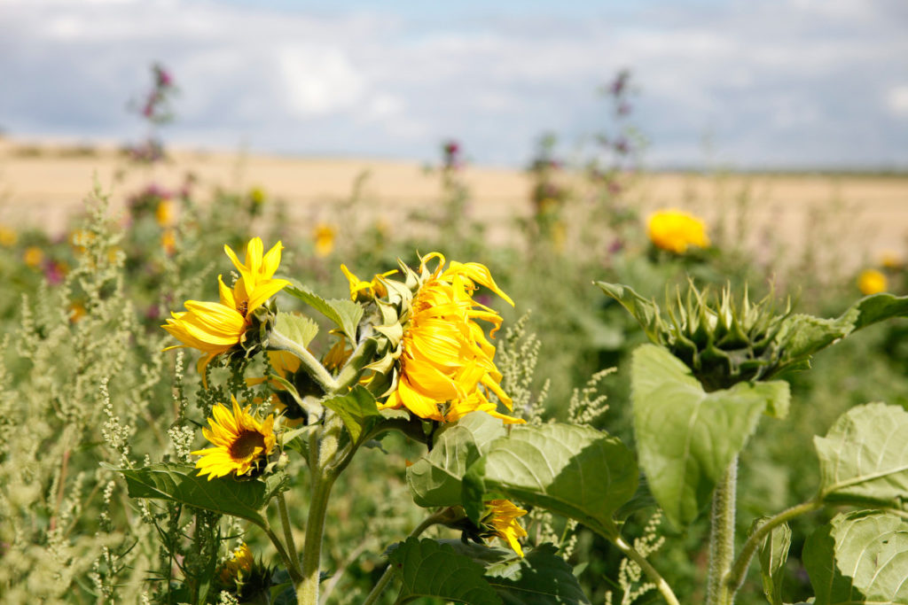 Sonnenblume als Sinnbild für Jugend