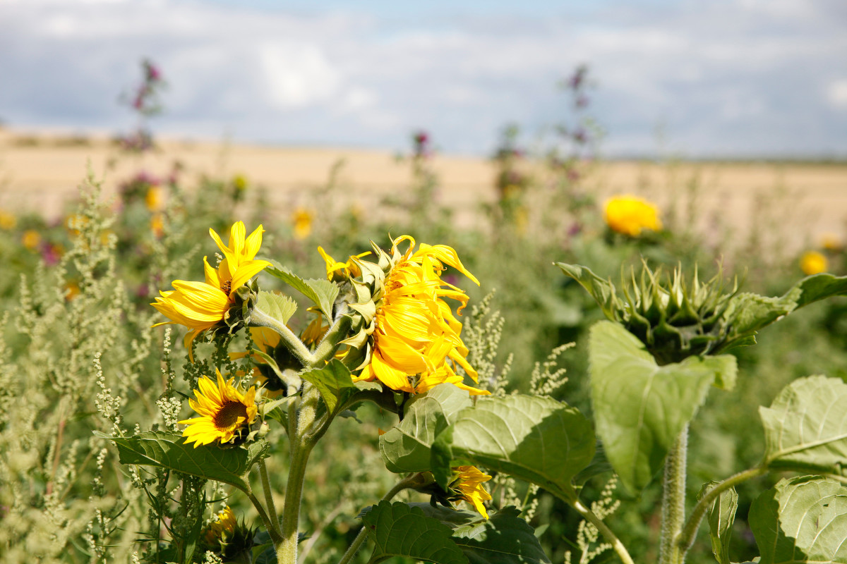 Sonnenblume als Sinnbild für Jugend