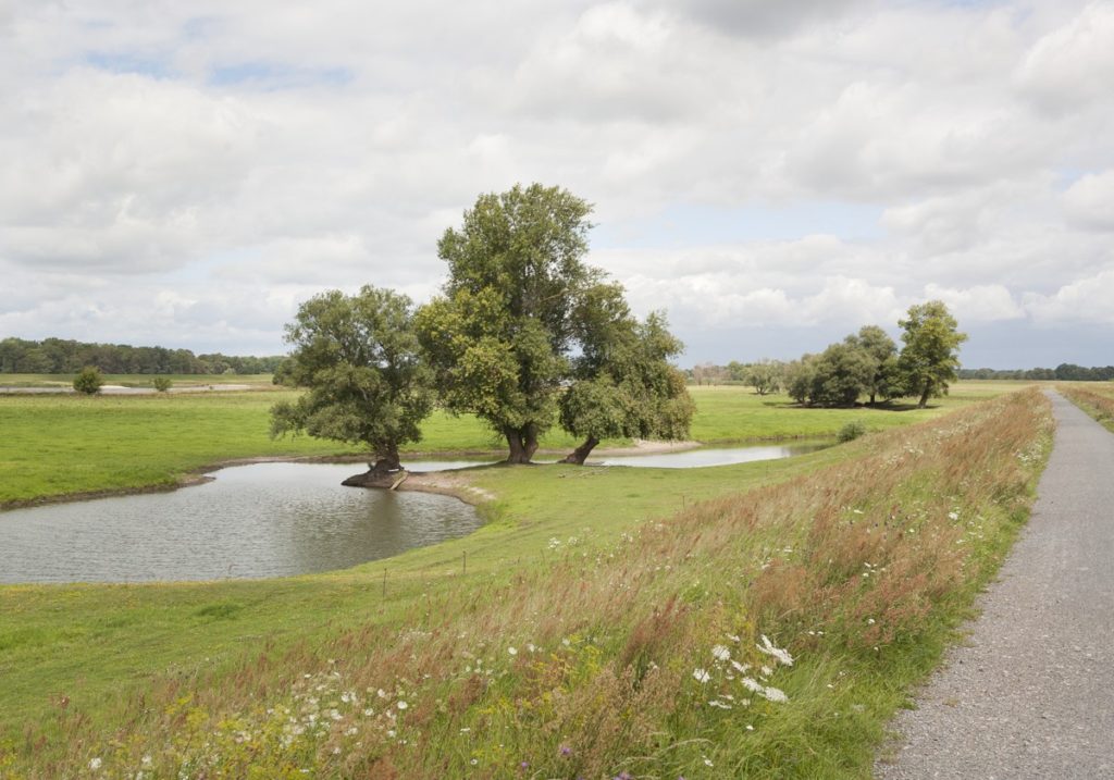 Bäume am Wegesrand in Natur