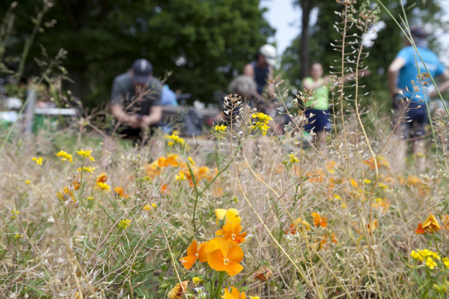 Blumenwiese