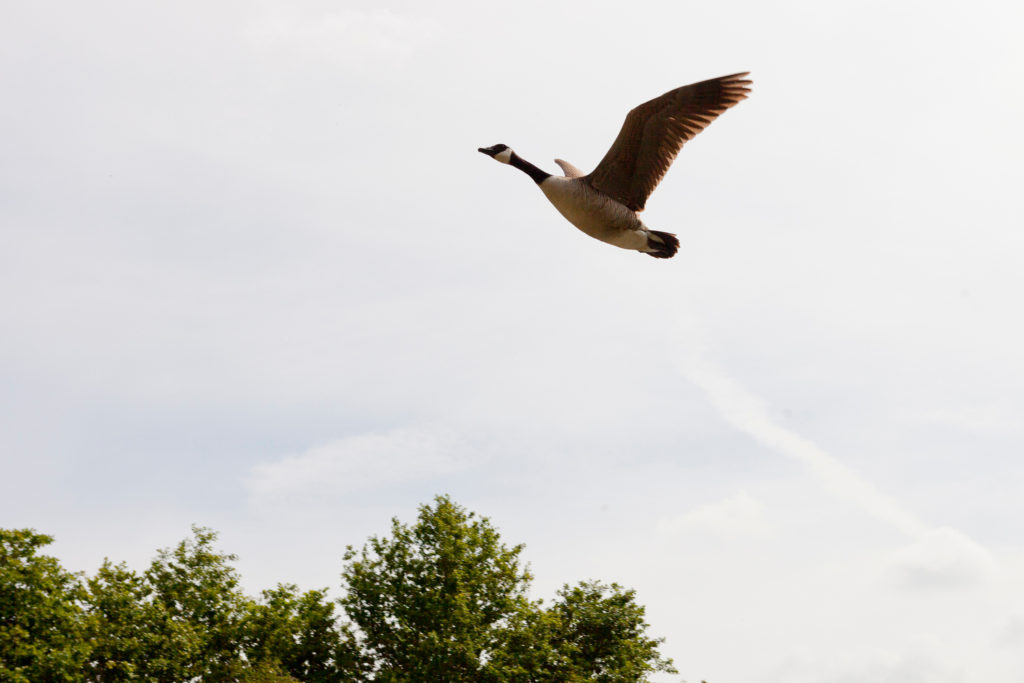 Gans im Flug als Sinnbild für Freiheit