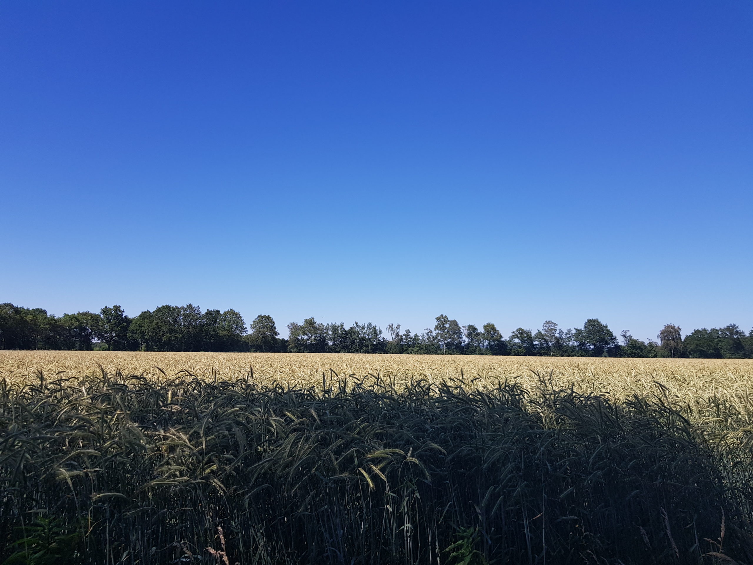 Kornfeld mit blauen Himmel