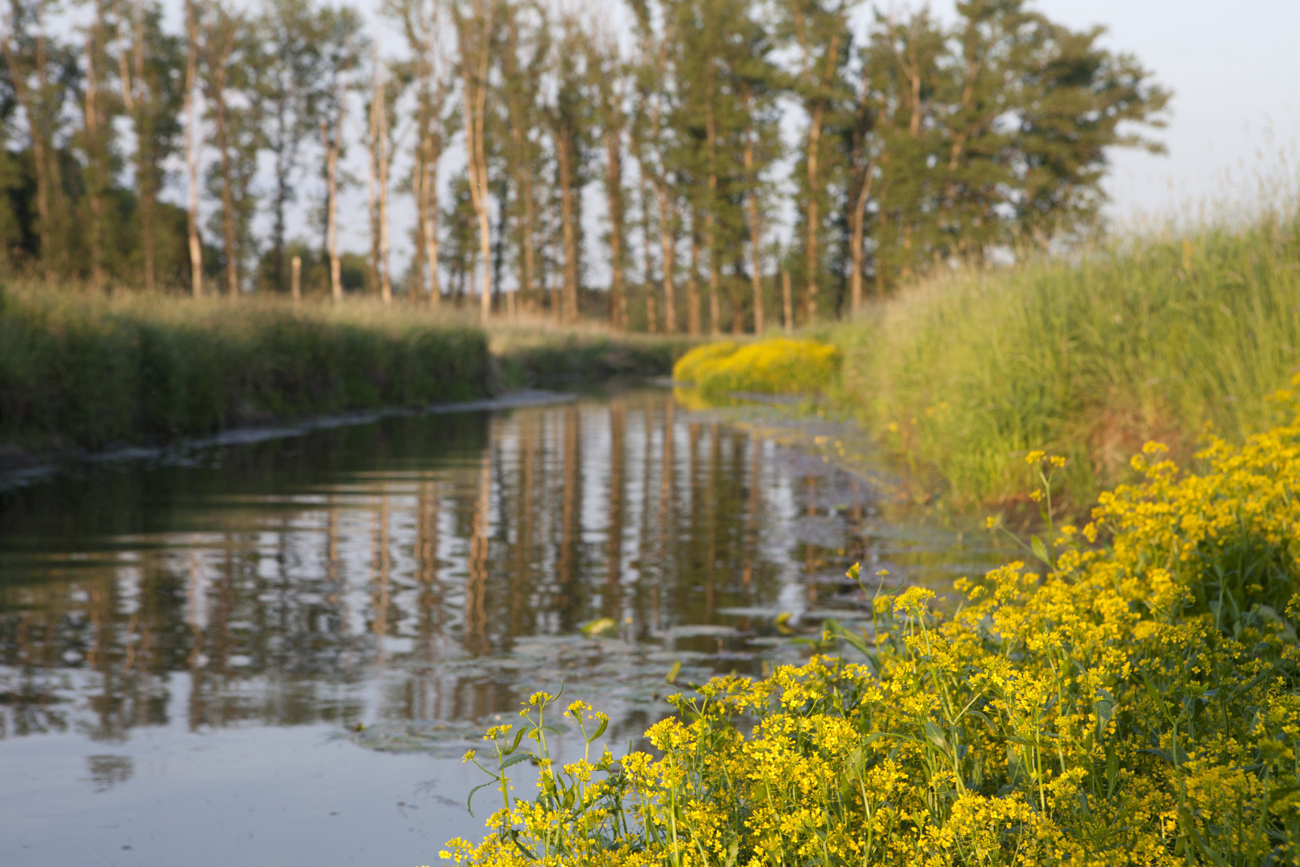 Naturlandschaft, Fluss mit Blumen am Rand