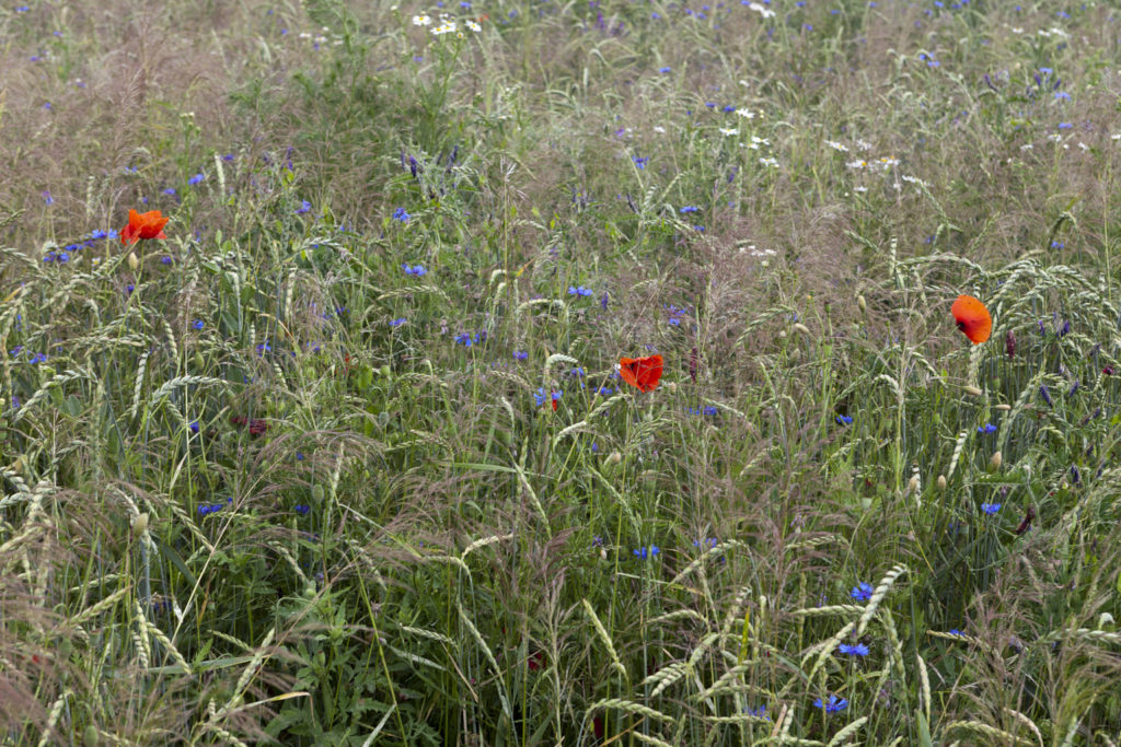 Natur_Mohnblumenfeld Blumenwiese