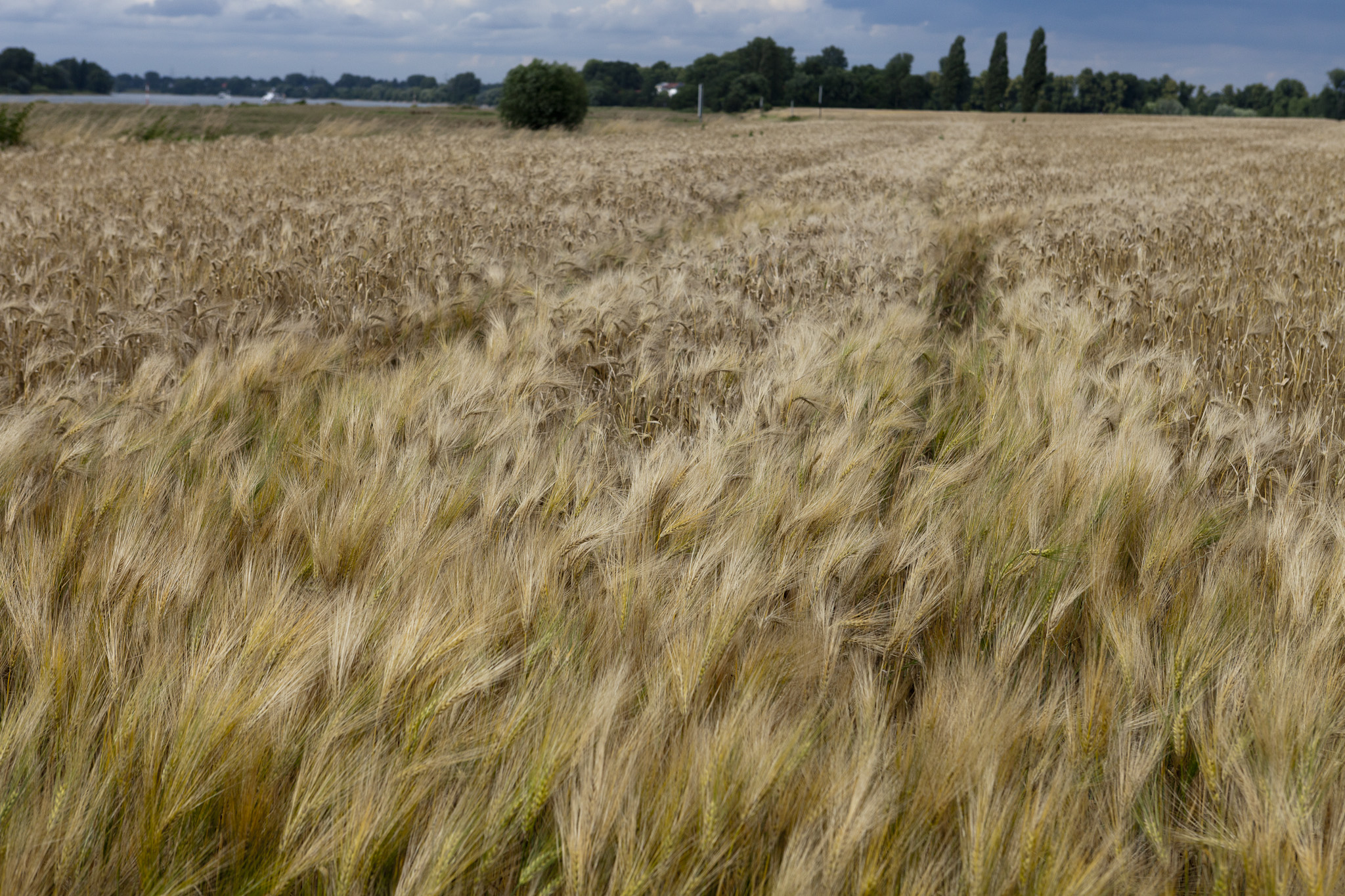 Natur windiges Weizenfeld