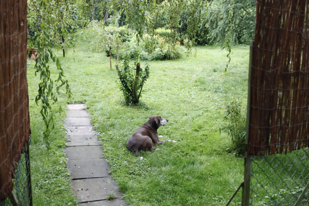 sitzender Hund auf einer Wiese