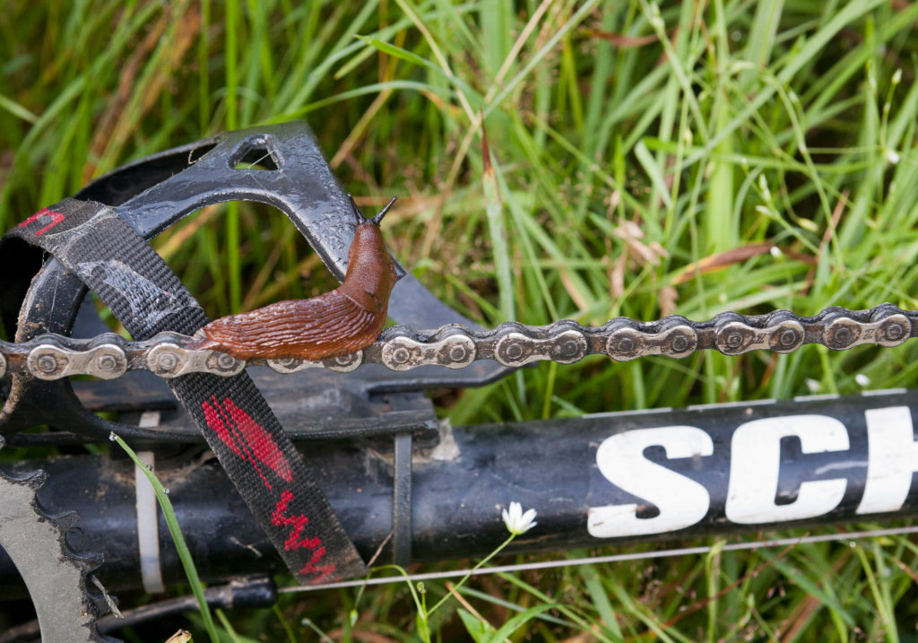 Nacktschnecke auf einer Fahrradkette von einem unserer Tandems