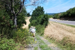 MT22_W2_Pferdewandern_Natur