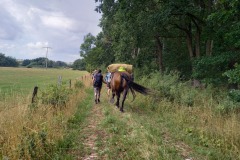 MT22_W3_Wandern_Natur_Pferde