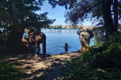 MT22_W3_schwerin_Natur_Pferde