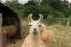 MT23_Lama_Tier-Begegnung