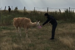 MT23_Natur_Tiergestütze-Therapie