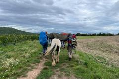 MT23_Pferdewandern_Fernwanderung