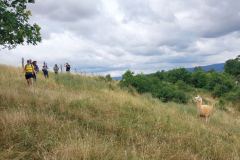 MUT-TOUR-2026_Natur_Gemeinschaft_Lama